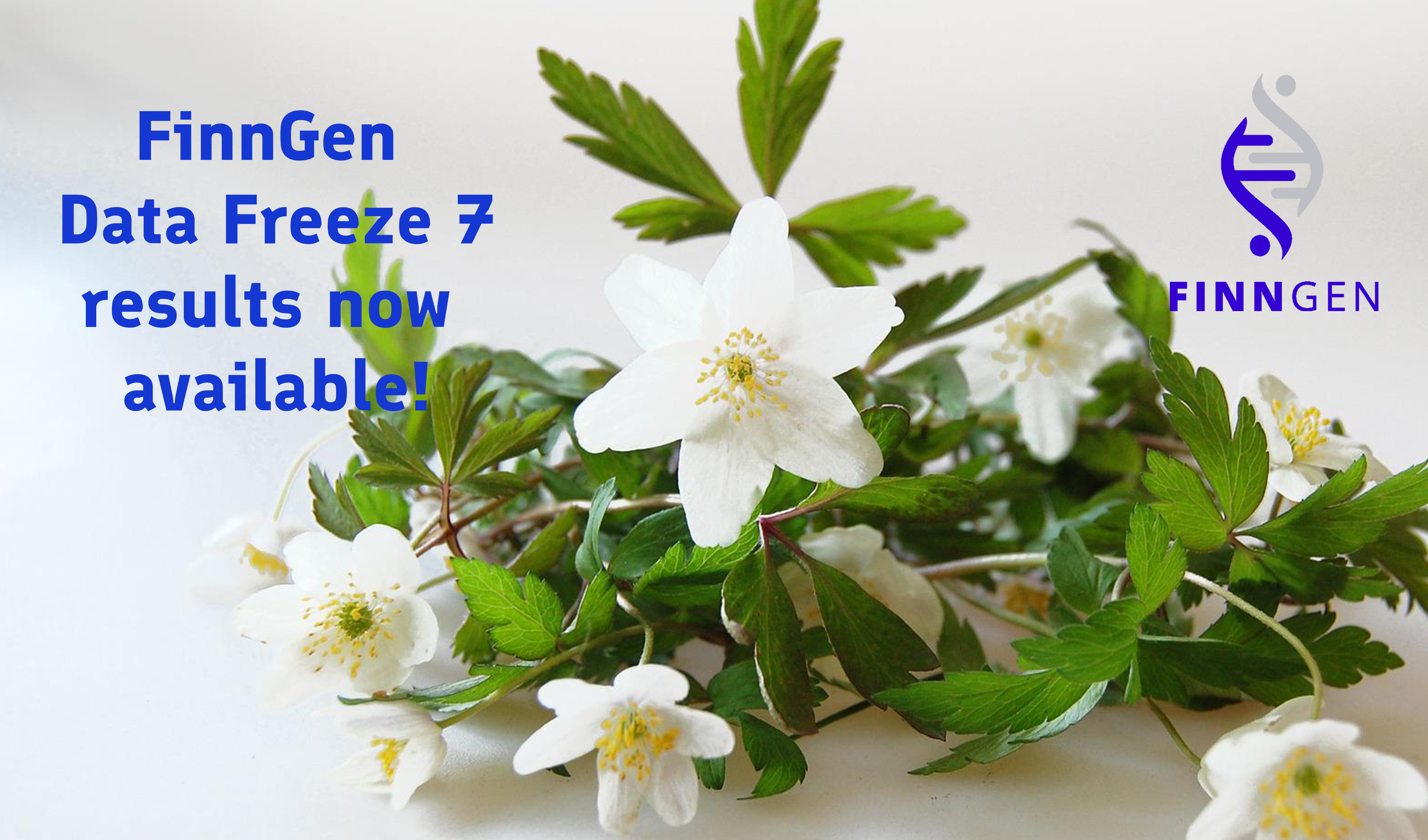 Wood anemones and the text: "FinnGen Data Freeze 7 results now available".