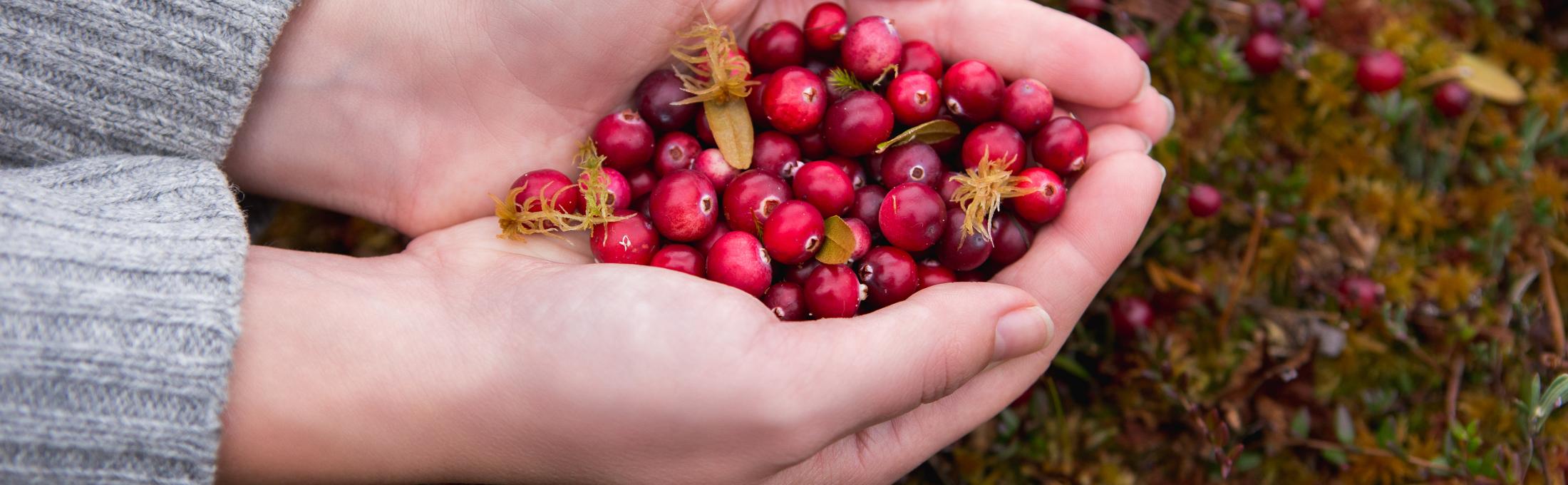 A handful of red cranberries