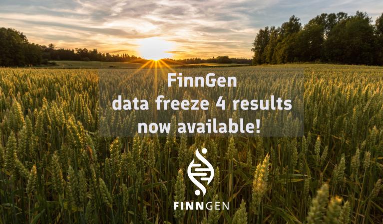 Grain field, FinnGen logo and the text: FinnGen data freeze 4 results now available