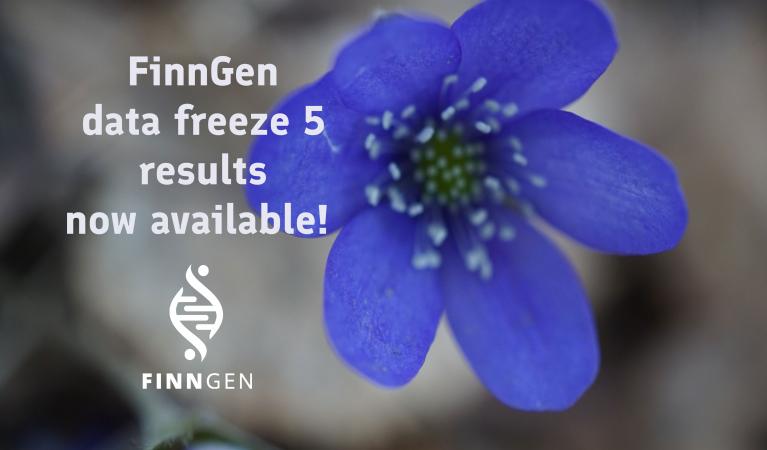 Flower (common hepatica), FinnGen logo and the text: FinnGen data freeze 5 results now available