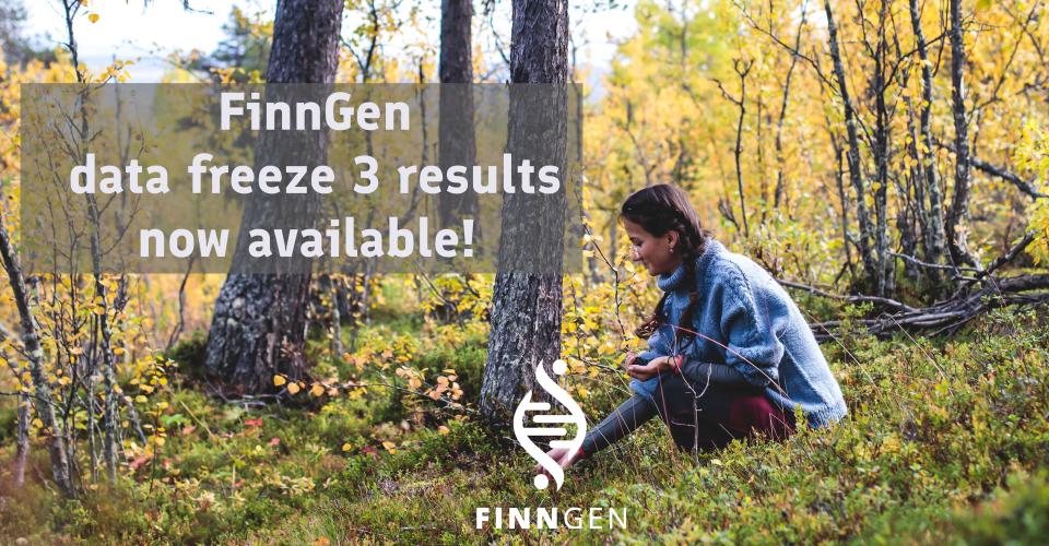 Kvinna plockar bär i en finsk skog.