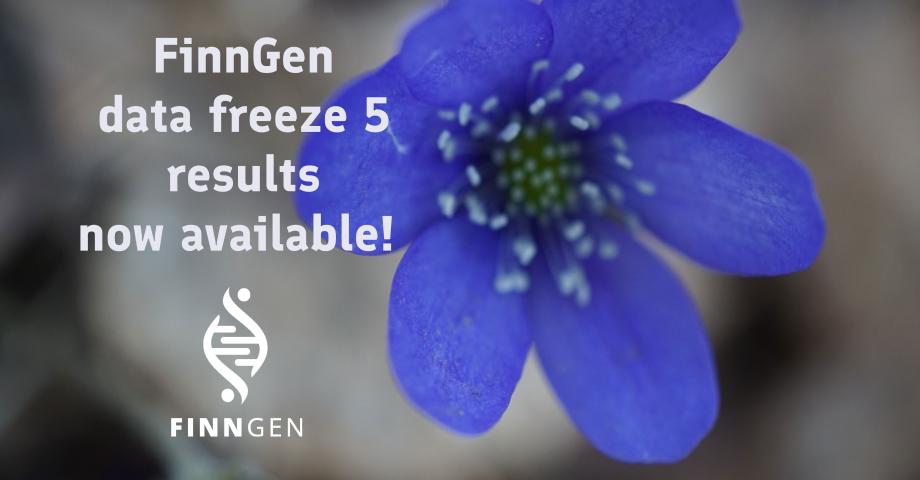 Flower (common hepatica), FinnGen logo and the text: FinnGen data freeze 5 results now available