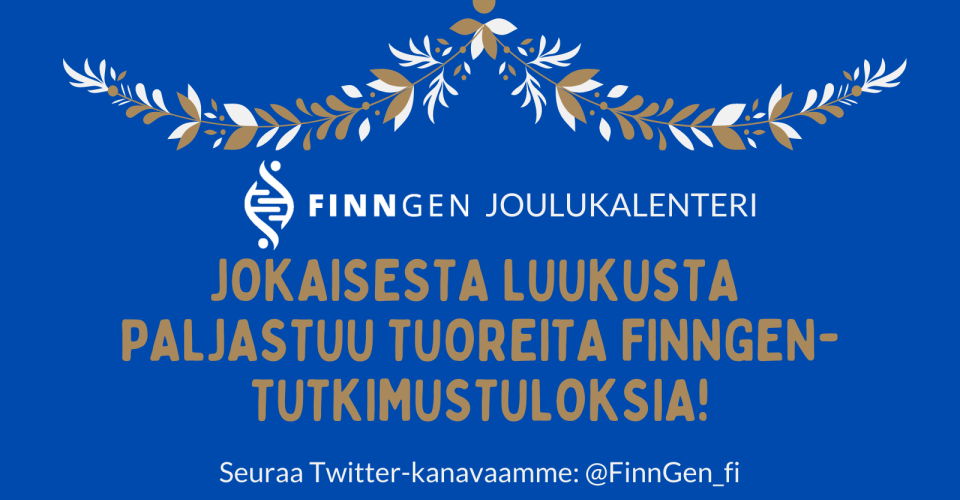 En julig dekoration och texten: FinnGen joulukalenteri: jokaisesta luukusta paljastuu tuoreita tutkimustuloksia! 