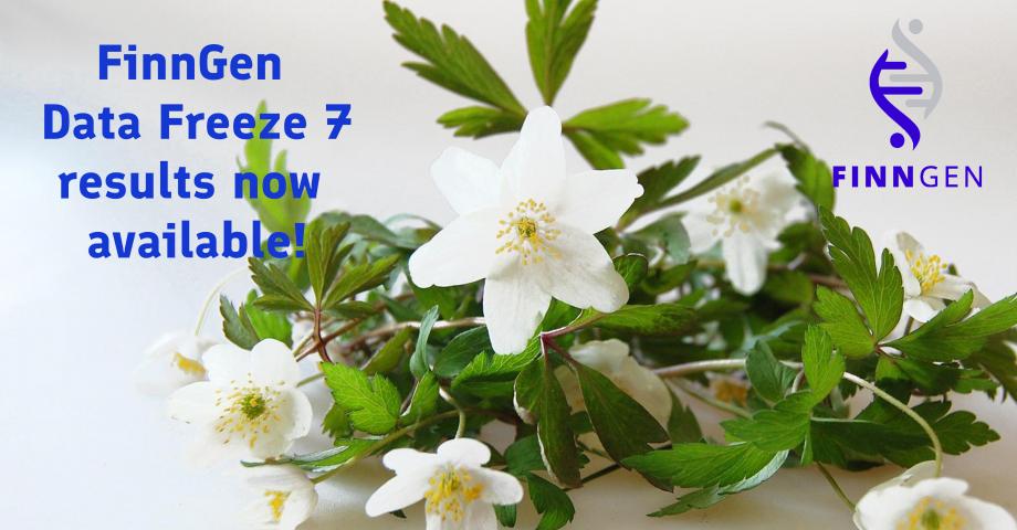 Wood anemones and a text "FinnGen Data Freeze 7 results now available".