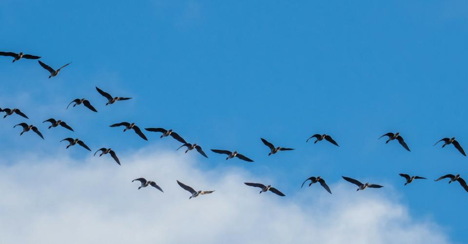 A flock of birds flying. 