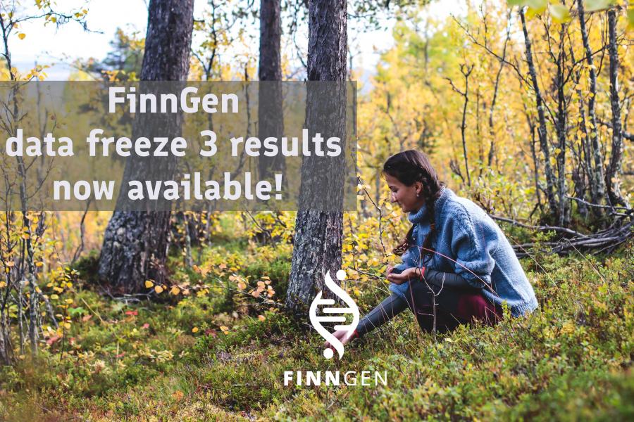 Nainen poimii marjoja suomalaisessa metsässä