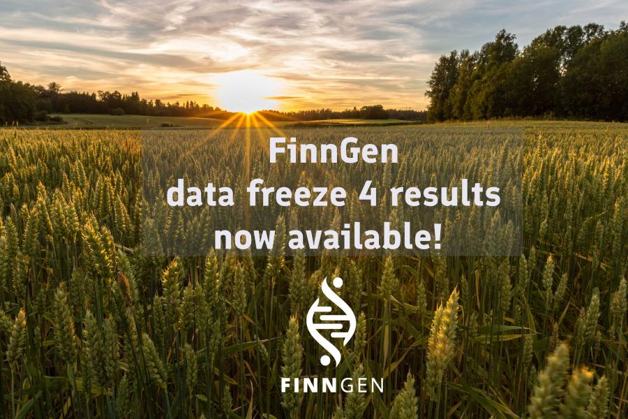 Grain field, FinnGen logo and the text: FinnGen data freeze 4 results now available
