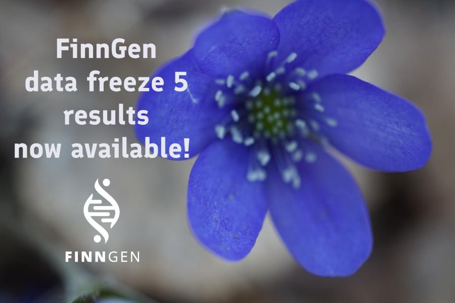 Flower (common hepatica), FinnGen logo and the text: FinnGen data freeze 5 results now available