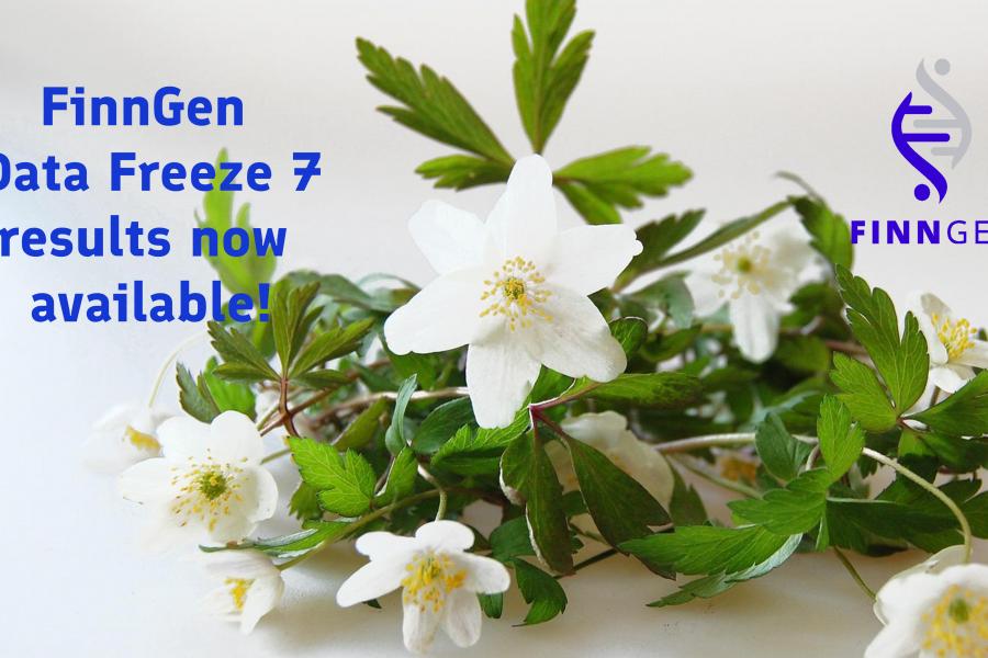 Vitsippor och texten "FinnGen Data Freeze 7-resultat nu tillgängliga"