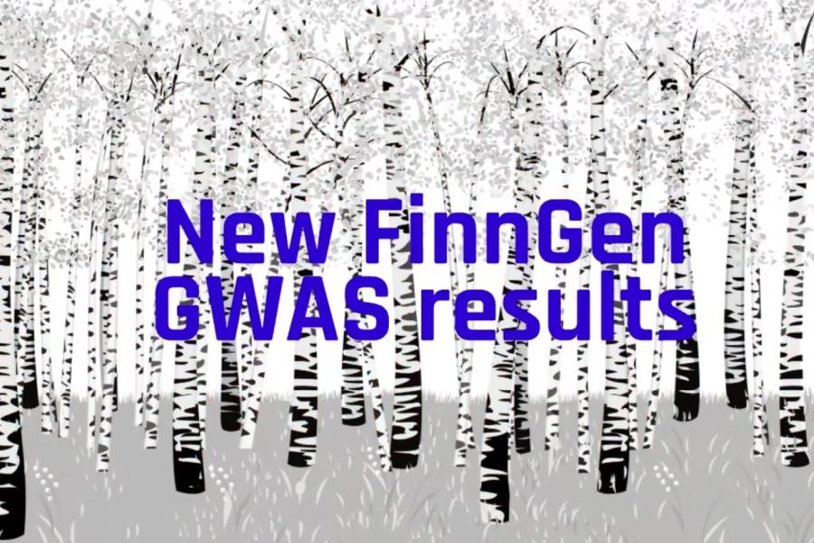 Birches with the text "New FinnGen GWAS results".